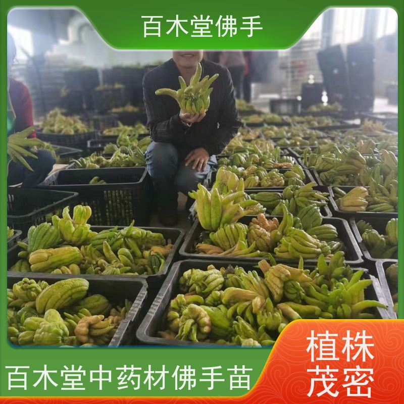百木堂种苗基地直供良种佛手苗易成活用途广泛