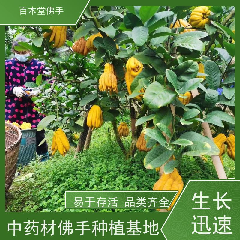 百木堂城市景观绿化树 石菖蒲种植观赏植物 规格齐全