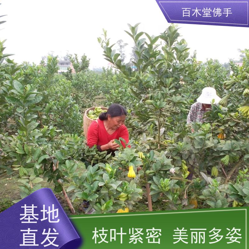 百木堂道路绿化行道苗枳壳种植造型优美 用途广泛