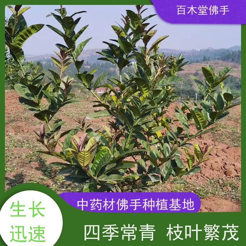 百木堂道路绿化行道苗中药材佛手苗植株茂密 产量高