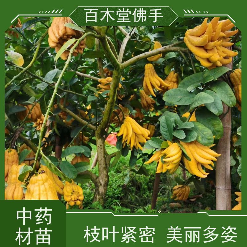 百木堂种苗基地直供黄精种植观赏植物 用途广泛