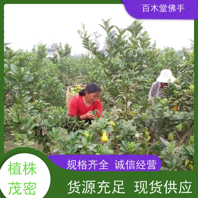 百木堂道路绿化行道苗玄胡种植树形丰富 美丽多姿
