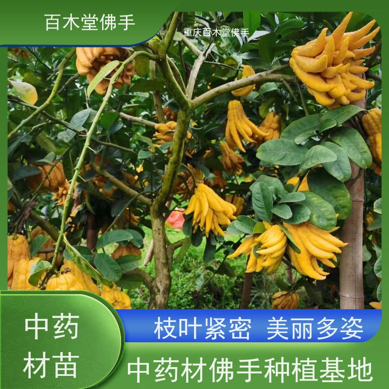 百木堂种苗基地直供玄胡种植高成活率 适应性强