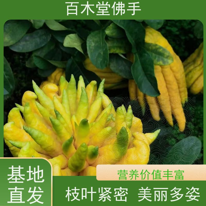 百木堂园林景区栽植黄精种植枝叶紧密 用途广泛