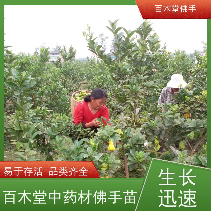 百木堂道路绿化行道苗前胡种植造型优美 成活率高