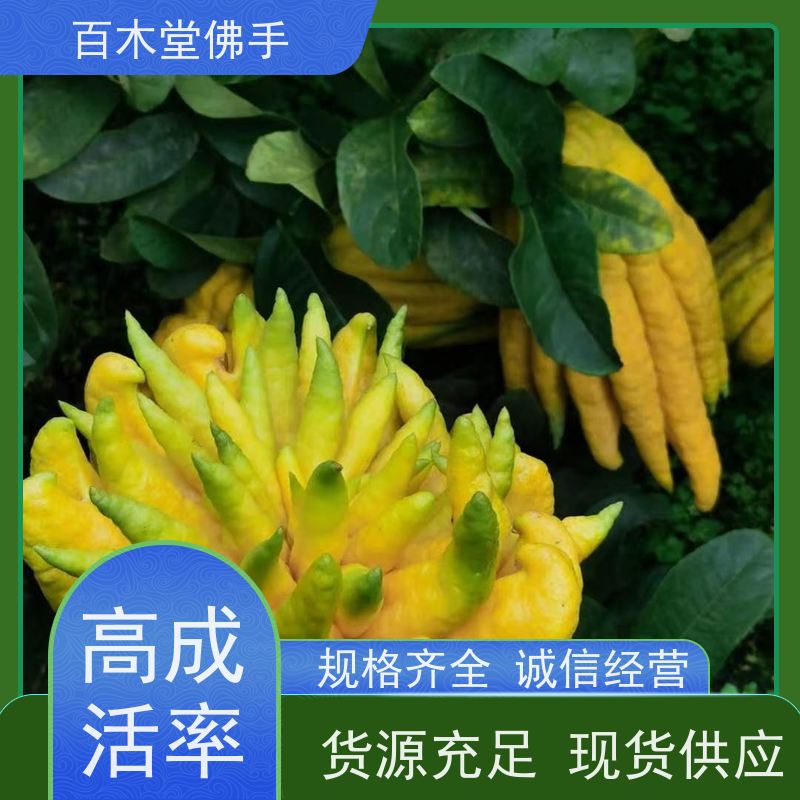 百木堂城市景观绿化树 梁 平佛手苗适用性强 成活率高