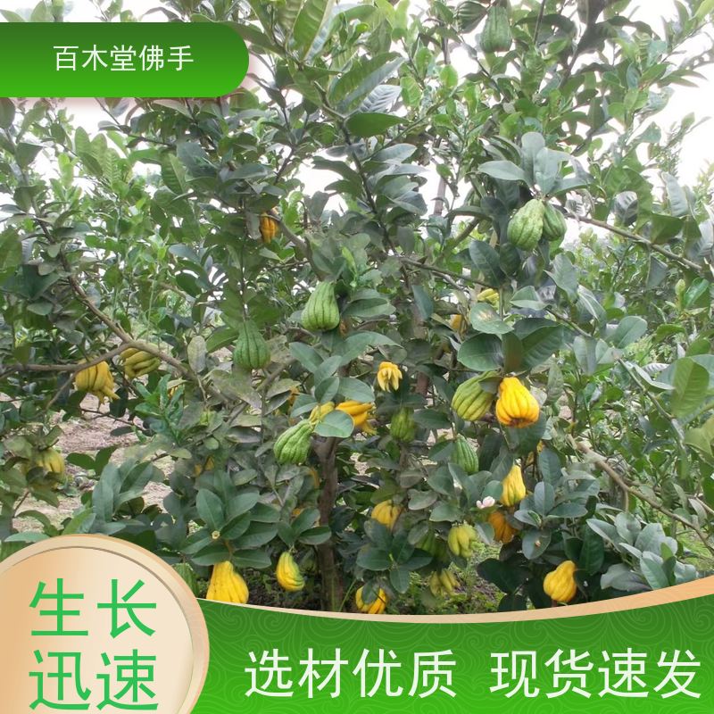 百木堂城市景观绿化树 黄精种植适用性强 较耐干旱