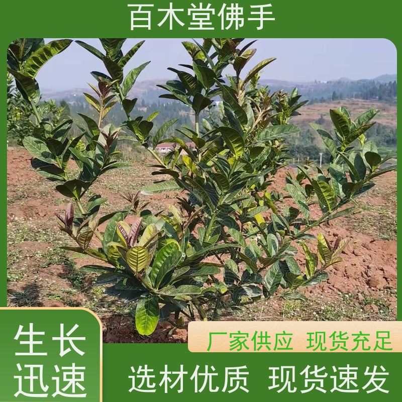 百木堂园林景区栽植贝母种植树形丰富 规格齐全