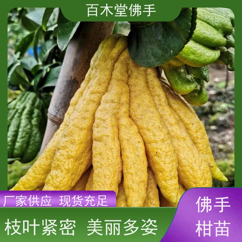 百木堂园林景区栽植白芨种植植株茂密 生长迅速