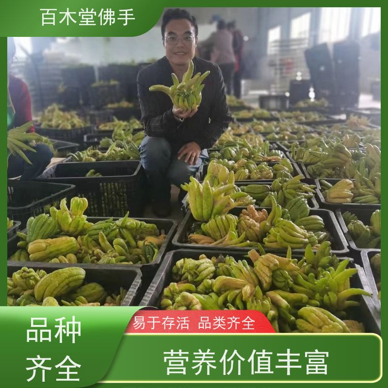 百木堂城市景观绿化树 黄精种植树形丰富 规格齐全