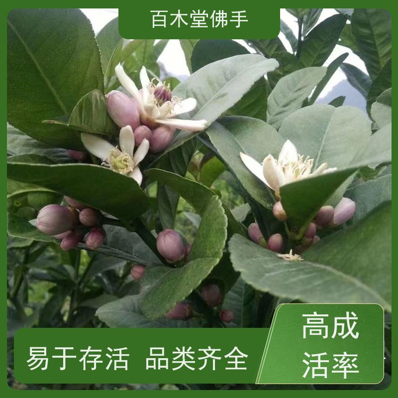 百木堂城市景观绿化树 柚子种植树形丰富 适应性强