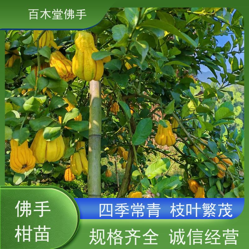 百木堂城市景观绿化树 佛手1号良种易成活用途广泛