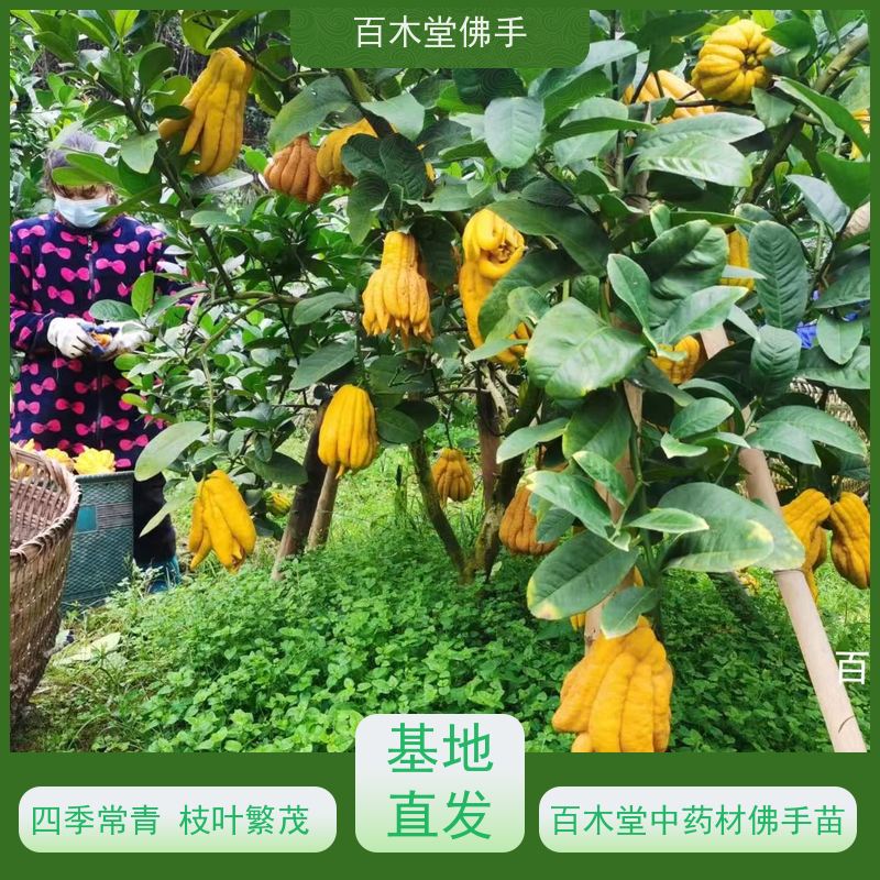 百木堂种苗基地直供川佛手苗适用性强 附加值高