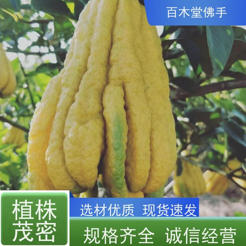 百木堂园林景区栽植佛手1号良种造型优美 适应性强
