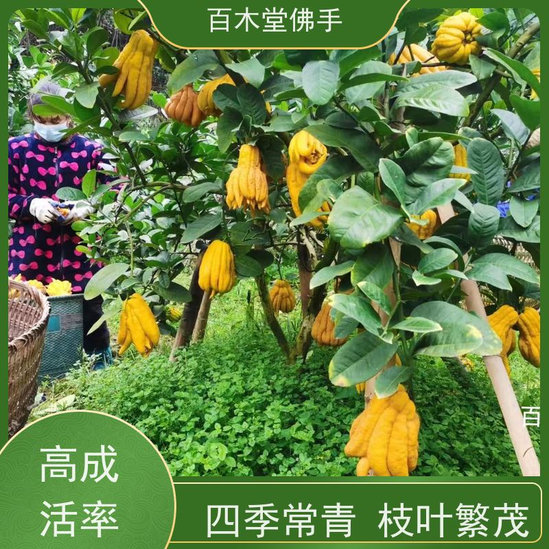 百木堂道路绿化行道苗前胡种植适用性强 较耐干旱
