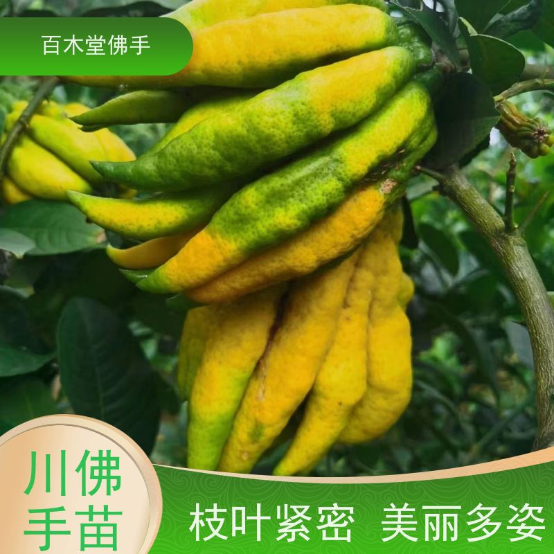 百木堂道路绿化行道苗玄参种植造型优美 附加值高