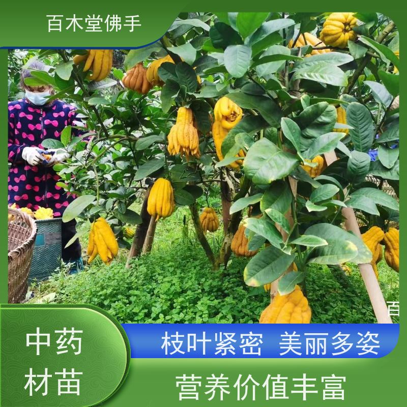 百木堂种苗基地直供石菖蒲种植高成活率 生长迅速
