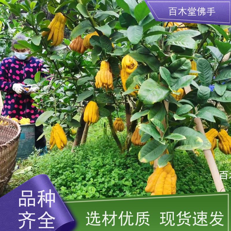 百木堂道路绿化行道苗良种佛手苗适用性强 美丽多姿