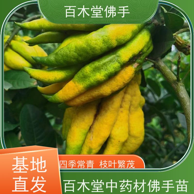 百木堂道路绿化行道苗中药材佛手苗树形丰富 美丽多姿