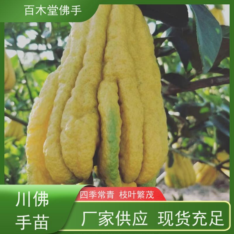 百木堂城市景观绿化树 水果种植观赏植物 较耐干旱