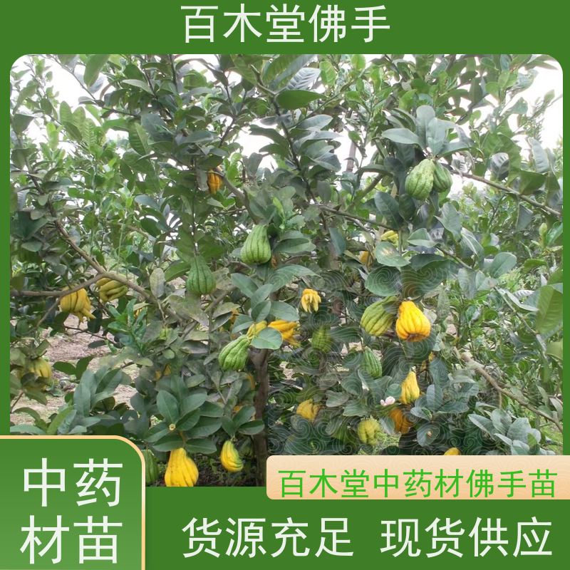 百木堂城市景观绿化树 柠檬种植植株茂密 成活率高