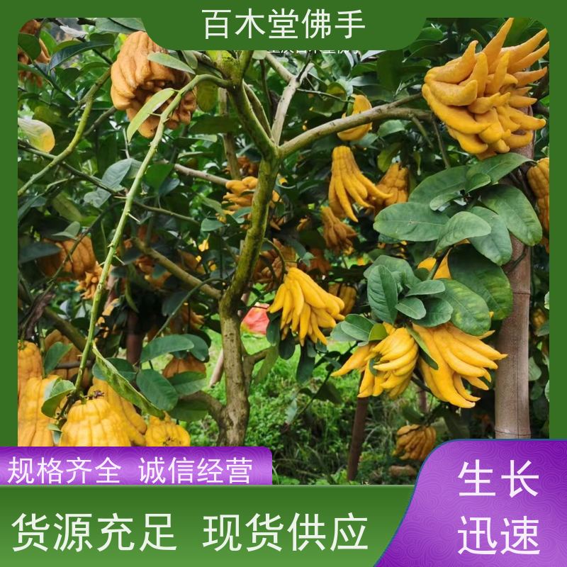 百木堂种苗基地直供中药材种植适用性强 成活率高