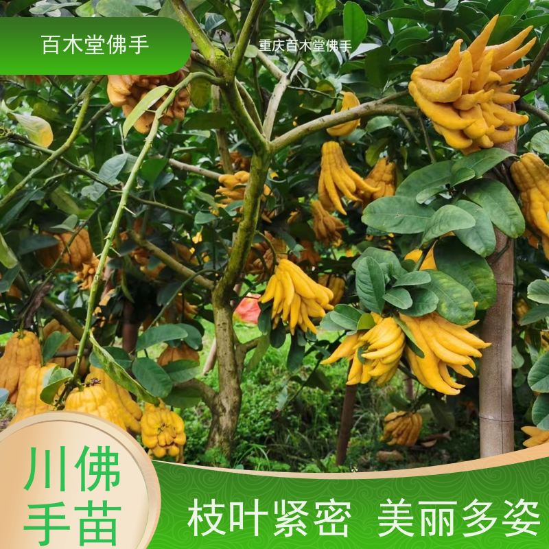 百木堂种苗基地直供黄精种植高成活率 美丽多姿