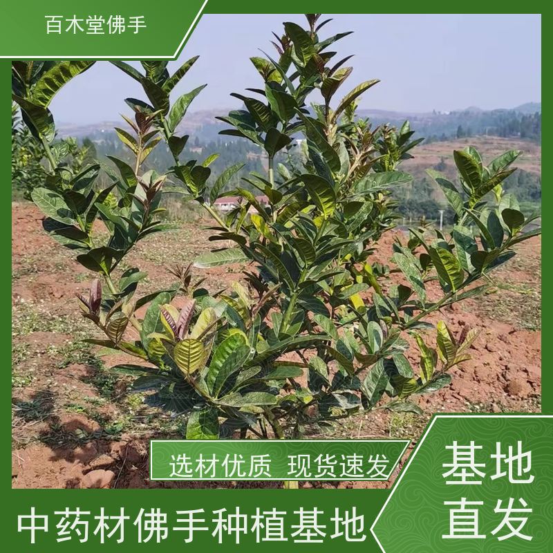 百木堂种苗基地直供良种佛手苗易成活较耐干旱