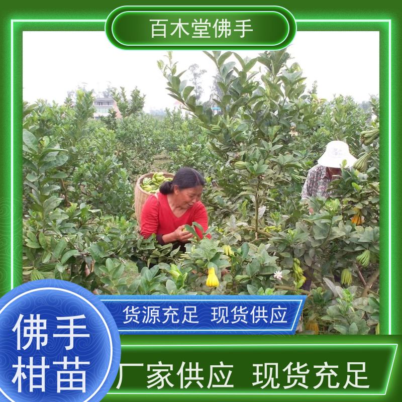 百木堂种苗基地直供柠檬种植植株茂密 生长迅速