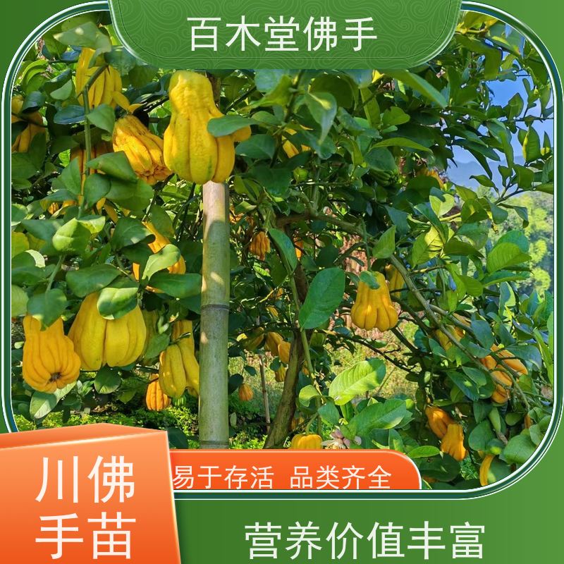 百木堂道路绿化行道苗玄胡种植观赏植物 成活率高