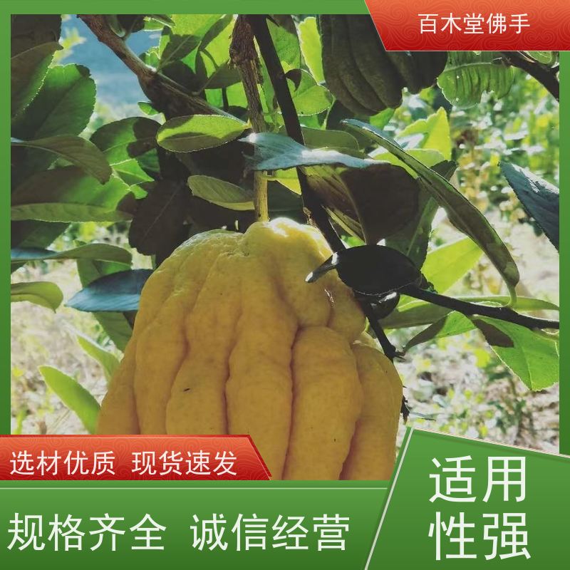 百木堂城市景观绿化树 柚子种植枝叶紧密 生长迅速