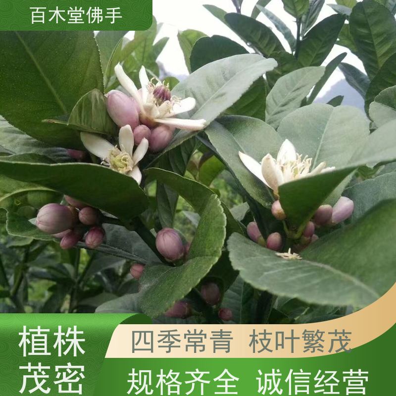 百木堂种苗基地直供中药材佛手苗种植高成活率 附加值高