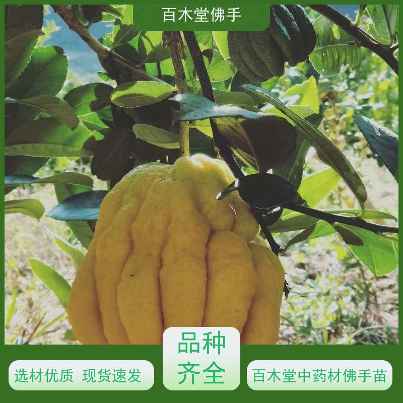 百木堂园林景区栽植中药材种植造型优美 用途广泛