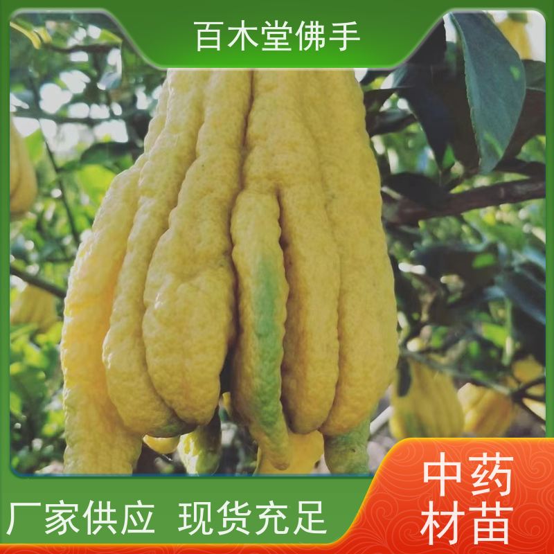 百木堂园林景区栽植川佛手苗枝叶紧密 较耐干旱