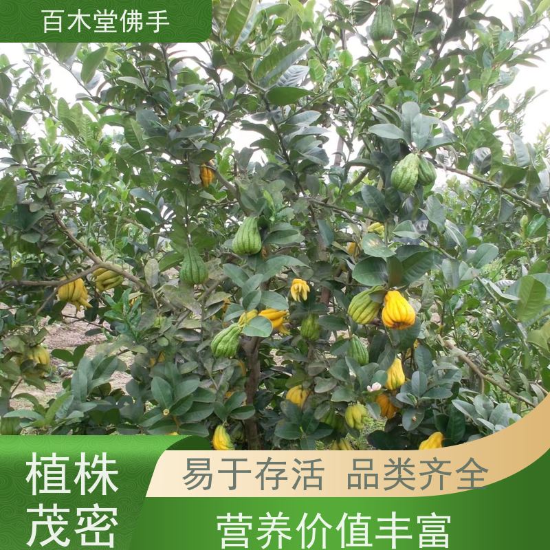 百木堂道路绿化行道苗半夏种植植株茂密 美丽多姿