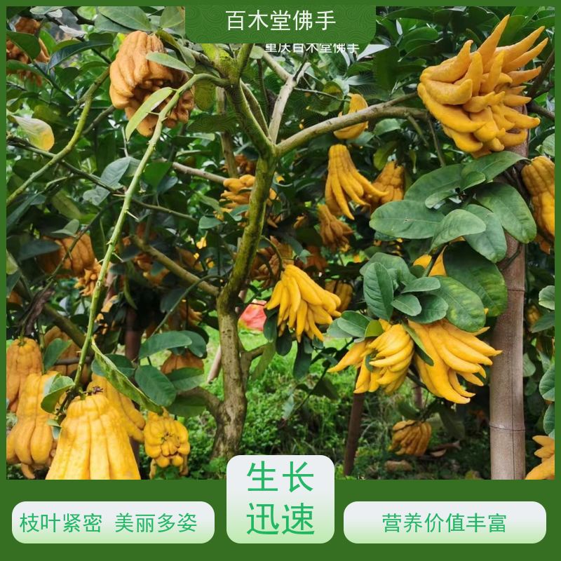 百木堂道路绿化行道苗白芨种植适用性强 成活率高