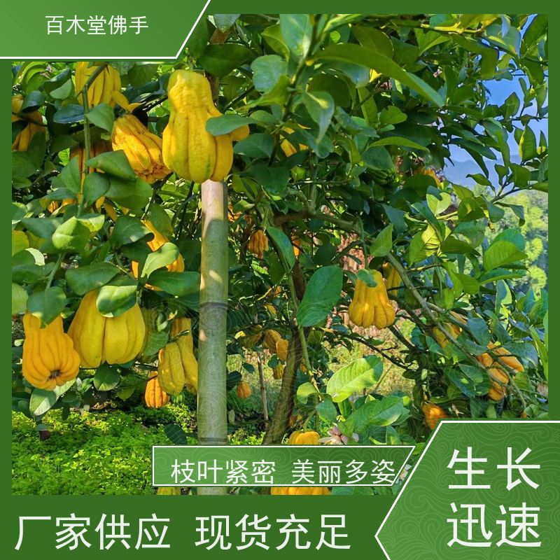 百木堂城市景观绿化树 半夏种植植株茂密 适应性强