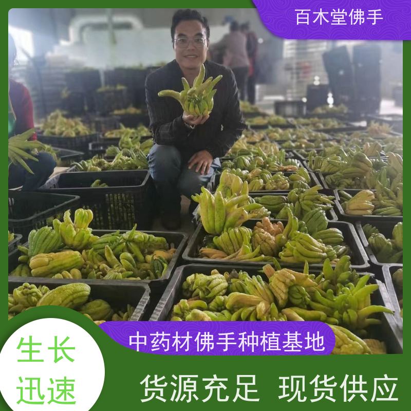 百木堂园林景区栽植中药材佛手苗种植易成活美丽多姿