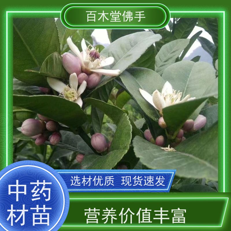 百木堂园林景区栽植中药材佛手苗造型优美 附加值高