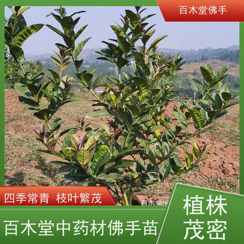 百木堂道路绿化行道苗玄参种植易成活规格齐全