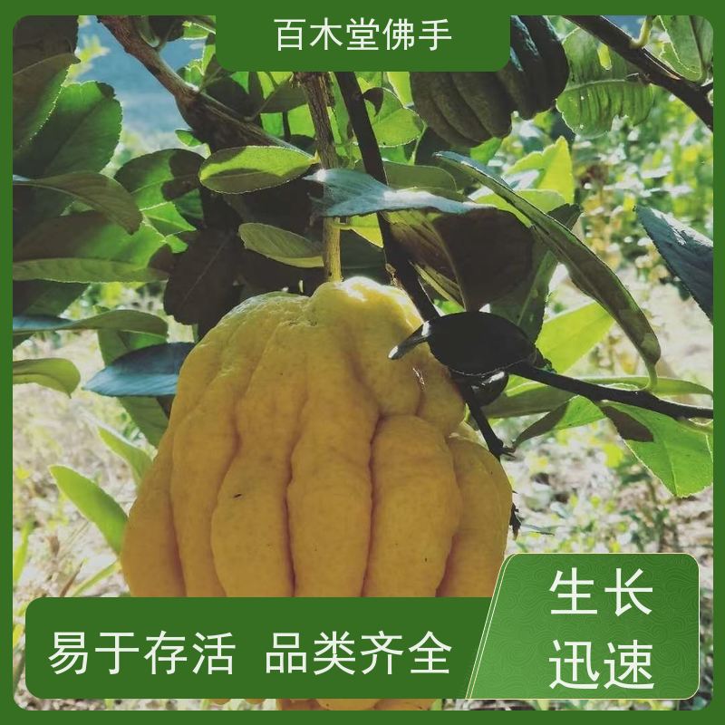 百木堂城市景观绿化树 水果种植高成活率 附加值高