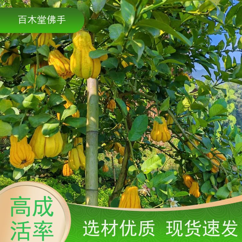 百木堂园林景区栽植柠檬种植造型优美 成活率高