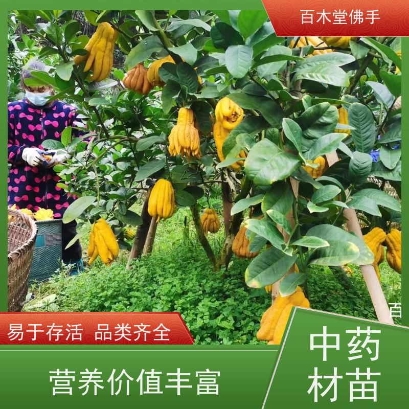百木堂城市景观绿化树 中药材佛手种植高成活率 规格齐全