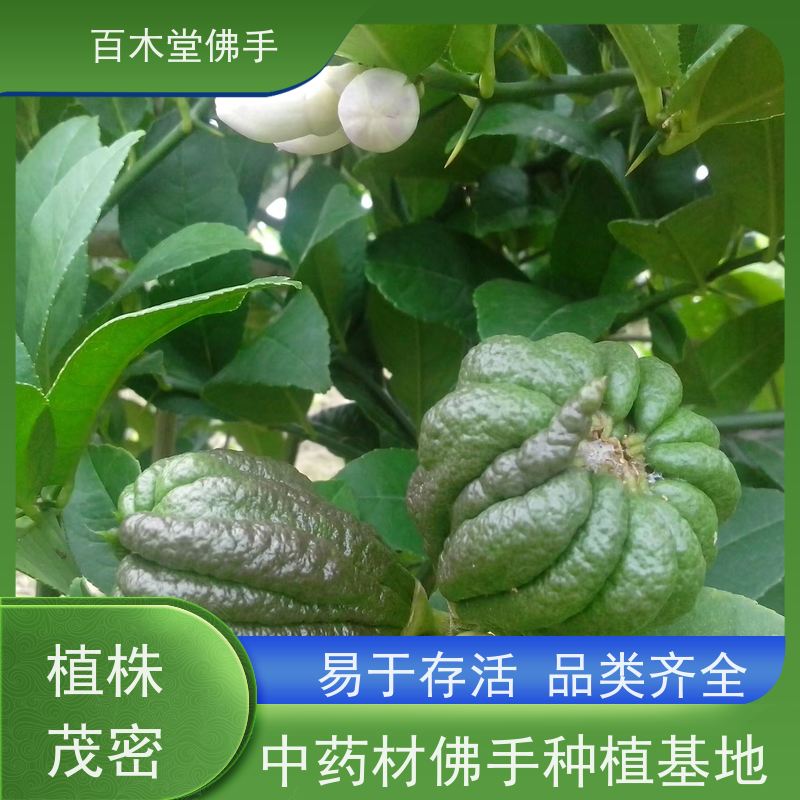 百木堂园林景区栽植枳壳种植枝叶紧密 适应性强