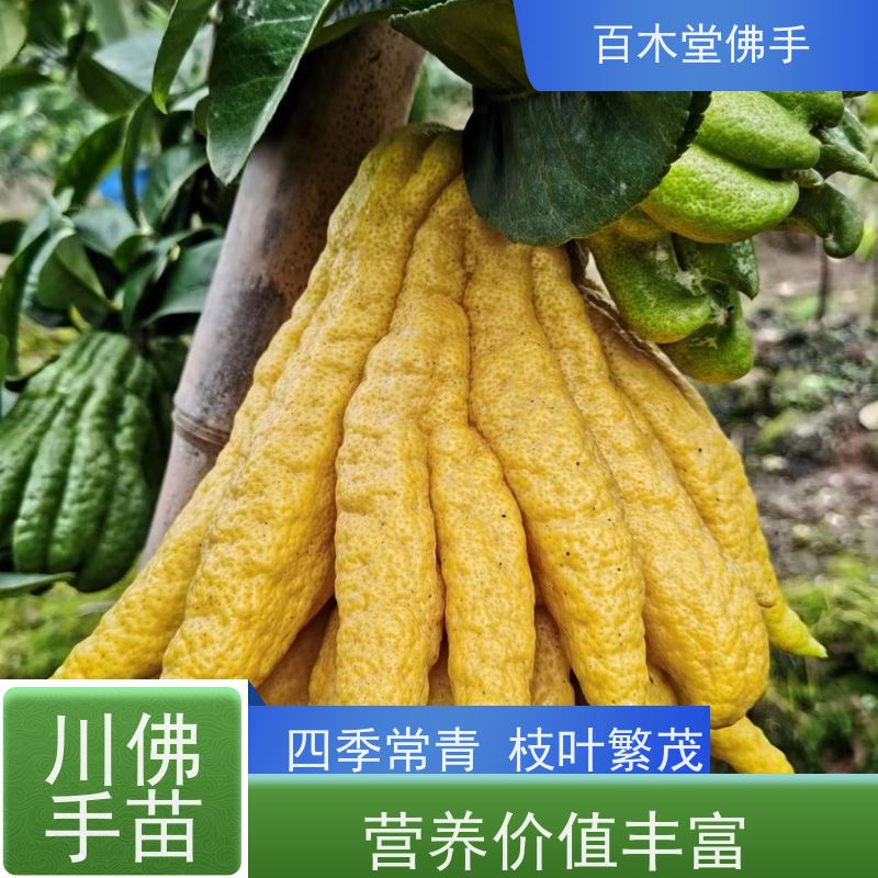 百木堂园林景区栽植枳壳种植植株茂密 规格齐全
