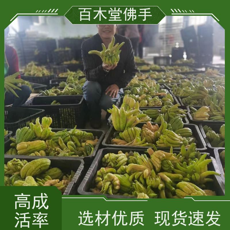 百木堂城市景观绿化树 前胡种植观赏植物 用途广泛
