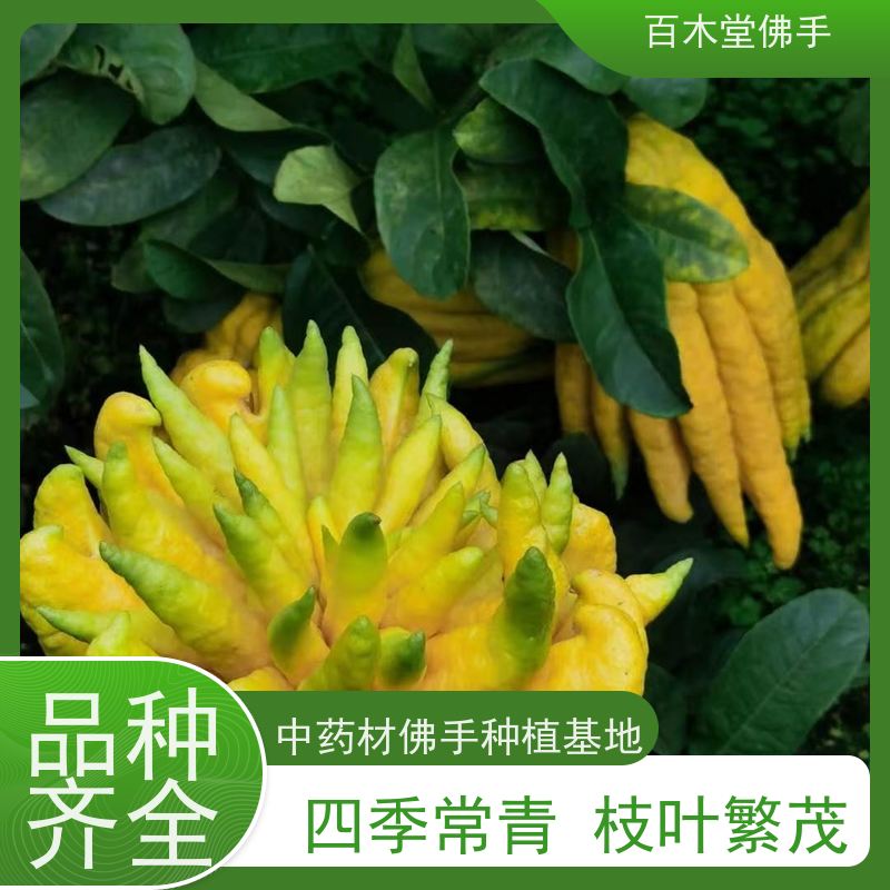 百木堂园林景区栽植佛手1号良种适用性强 附加值高