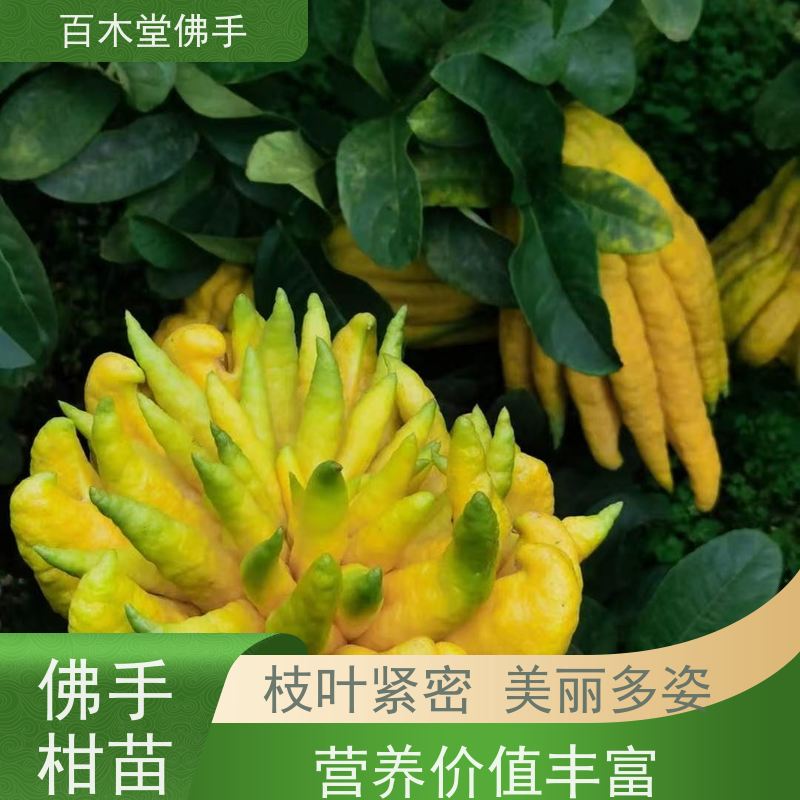 百木堂中药材种植基地 良种佛手苗适用性强 规格齐全