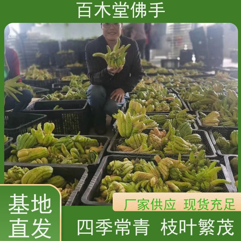 百木堂城市景观绿化树 金银花种植造型优美 生长迅速