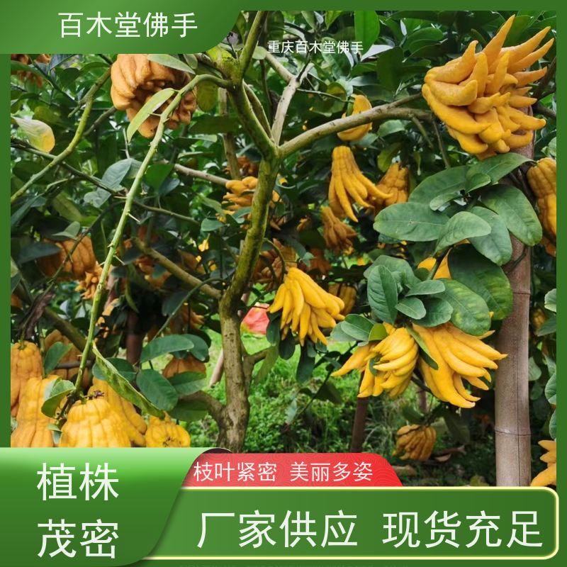 百木堂园林景区栽植中药材种植植株茂密 生长迅速